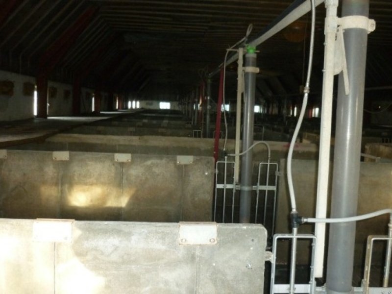 Sonstiges typu Sonstige 40 slagtesvinstier beton, Gebrauchtmaschine w Egtved (Zdjęcie 1)